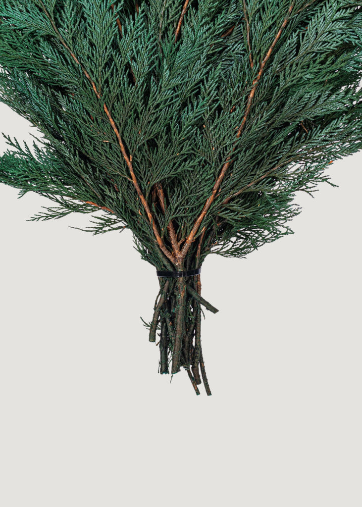 Preserved Winter Greens Cedar Branch Bundle - 18-24"