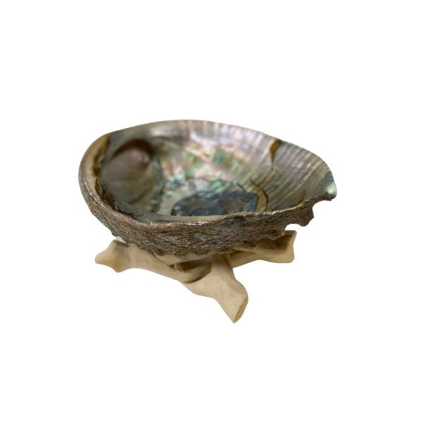 Natural Abalone Shell with Tripod